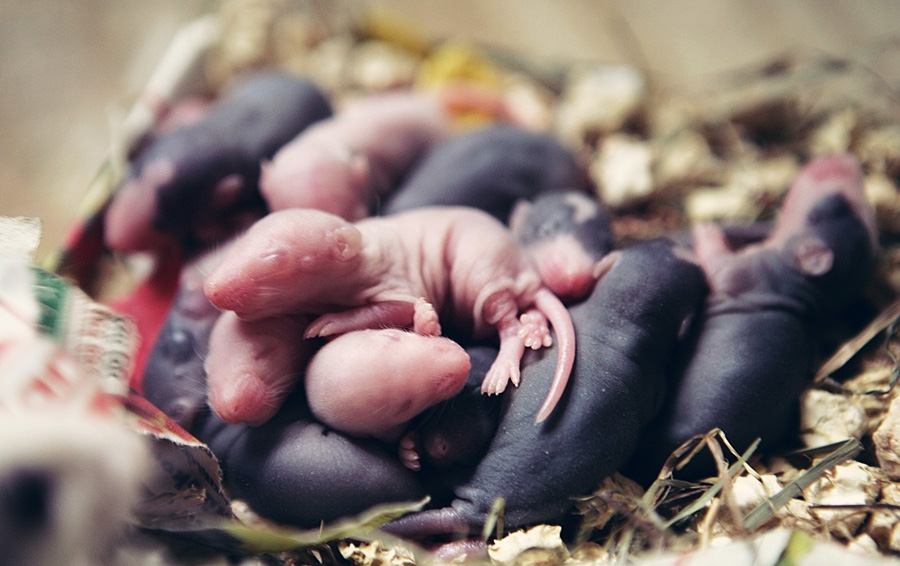 Новорожденные детеныши крысы