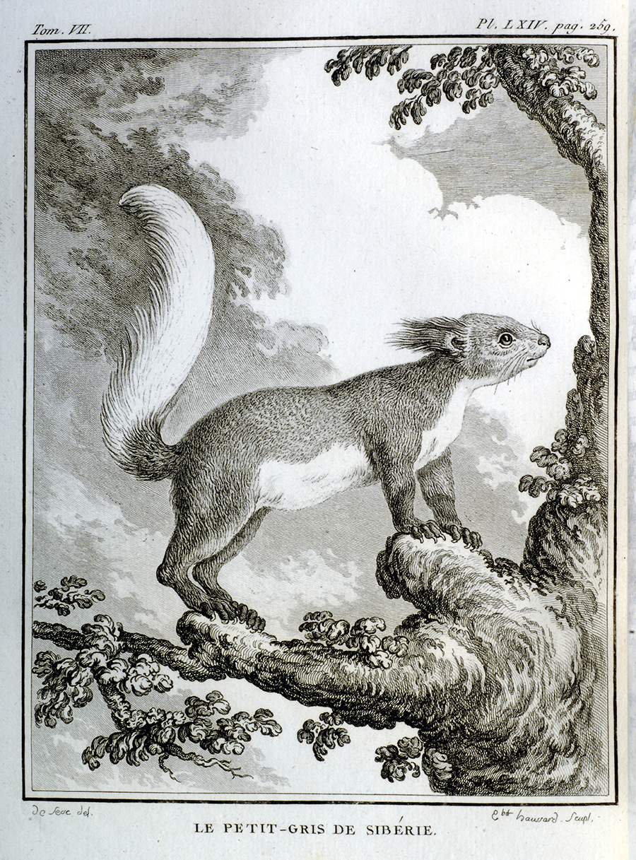 Жак де Сев. Сибирская серая белка. Гравюра на меди. 1789