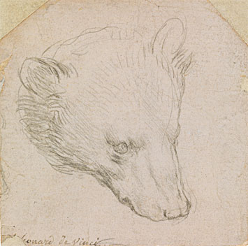 Леонардо да Винчи «Голова медведя». Около 1485 (серебряный карандаш на бледно-розовой бумаге)