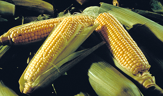 Фото U.S. Department of Agriculture / Flickr