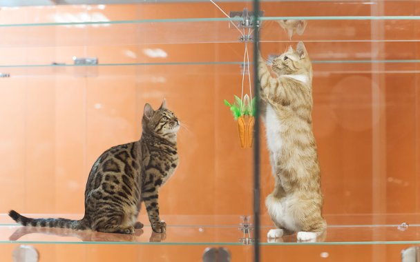 Фото BookingCat