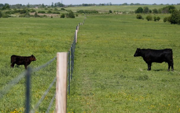 Ферма крупного рогатого скота компании "Мираторг" в Калининградской области / фото Виталия Невар / ТАСС