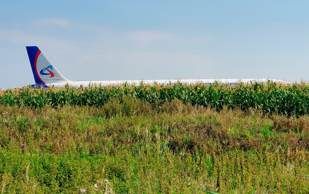 Самолет в поле кукурузы фото