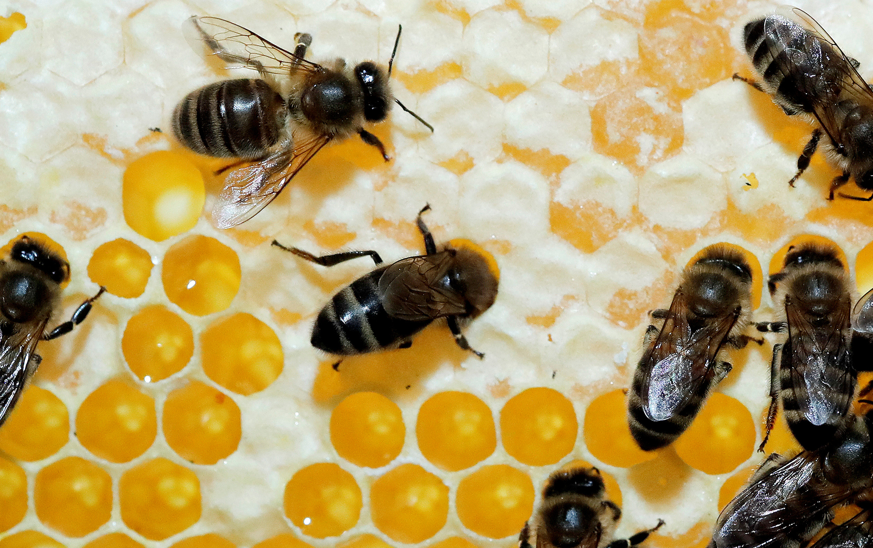 Жизнь пчел рабочих. Маточное молочко пчелиное. Детеныш пчелы. Питание пчел. Рабочая пчела.