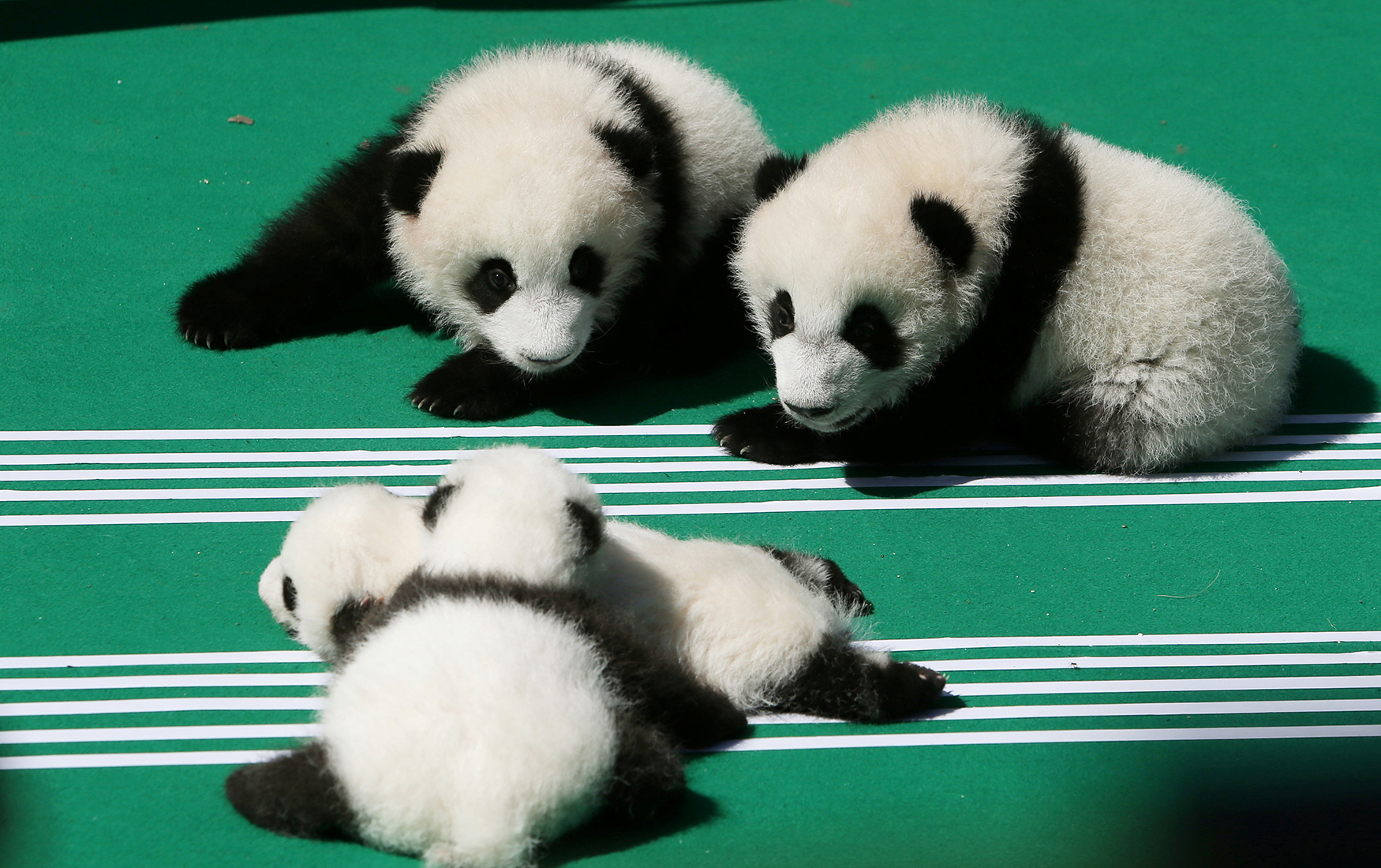 Несколько интересных фактов о пандах: