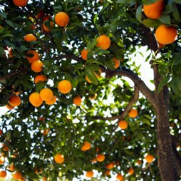 Технология производства апельсинов