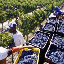 Южноафриканское вино выйдет в плей-офф