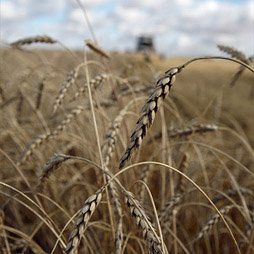 Государство может подкосить производителей зерна