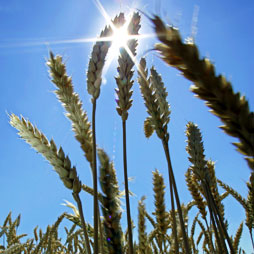 «Правительство не знает достоверно ситуацию по сбору зерна»