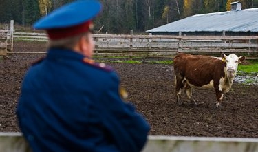 Ковырялка на женской зоне выебала страпоном сучку в тюрьме