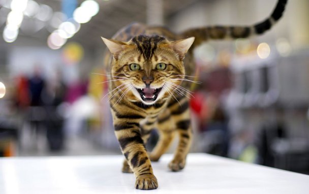 Заведи себе кота: десять самых дорогих домашних животных