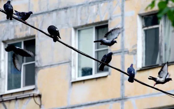 Фото Петра Ковалева / ТАСС