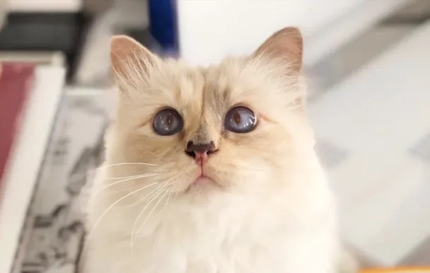 Фото Instagram choupettesdiary