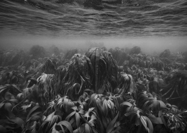 Дойти до дна. Панорамные фотографии подводной жизни на фотобиеннале