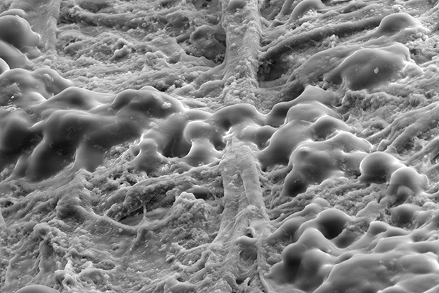 30 фантастических фотографий предметов и существ под микроскопом