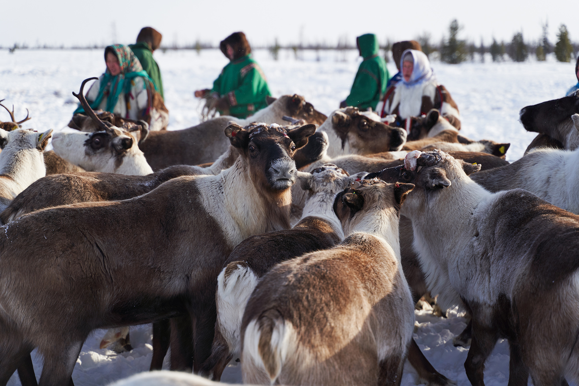 Izlash sekis tundra