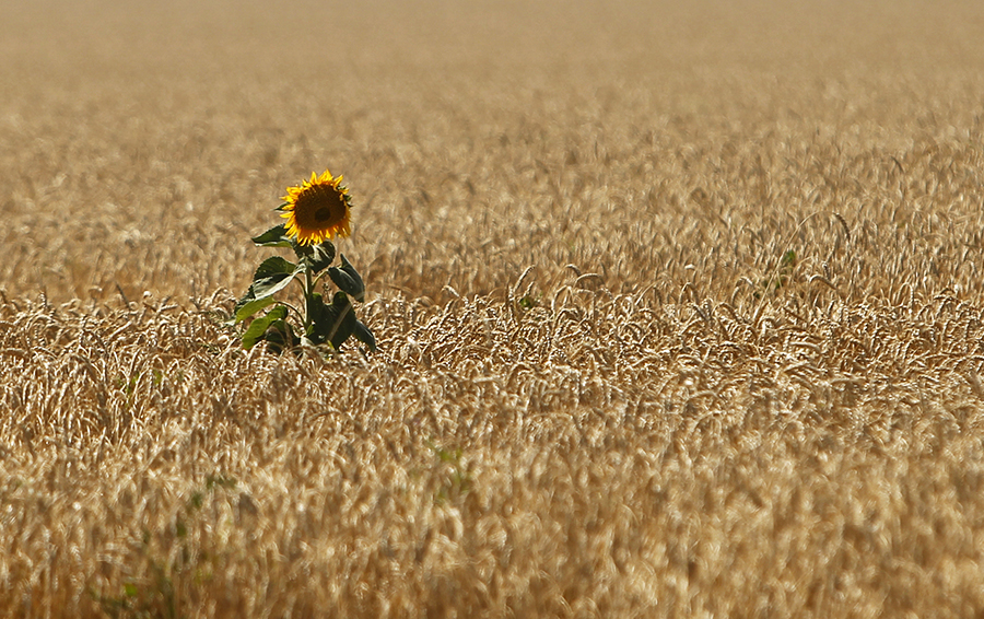 Фото REUTERS / Eduard Korniyenko