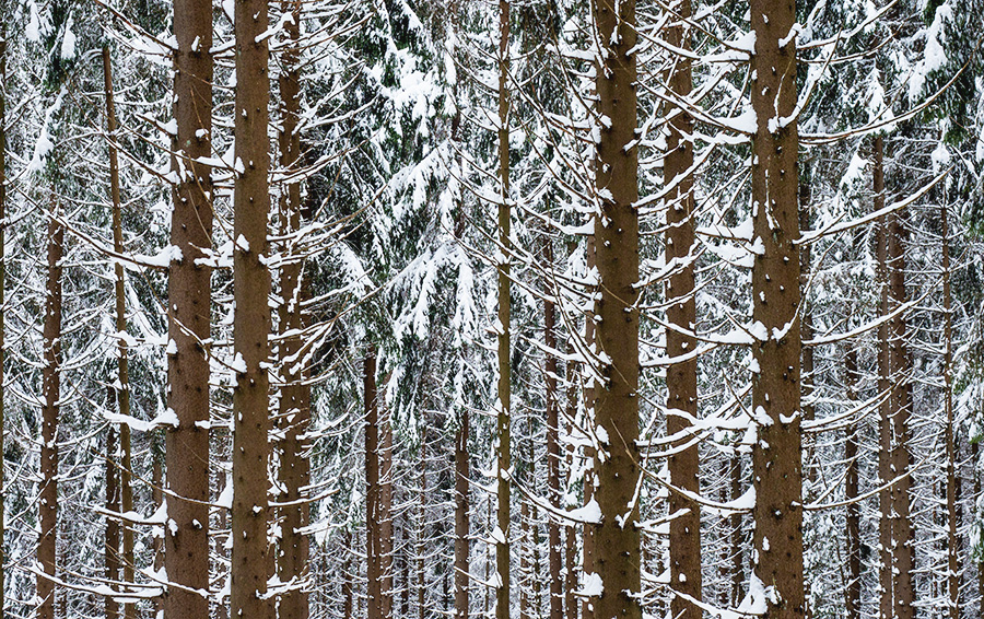 Фото Nicolas Armer / DPA / TASS