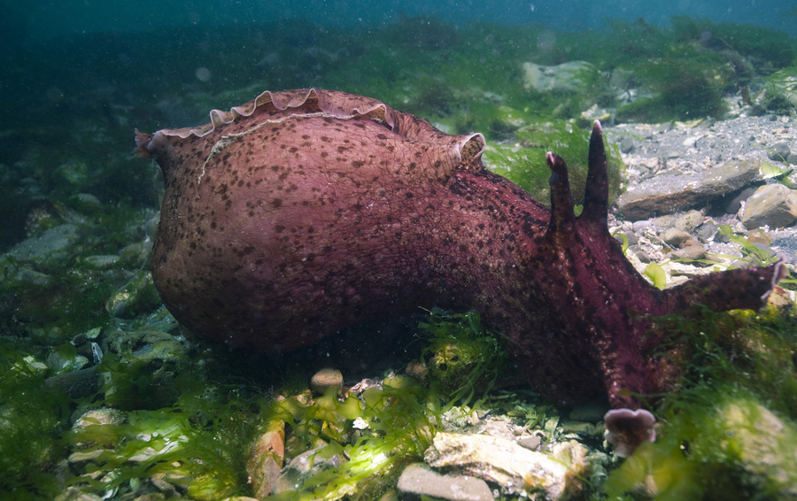 Фото Chad King / NOAA MBNMS