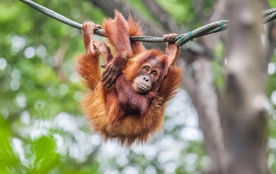 Фото Getty Images