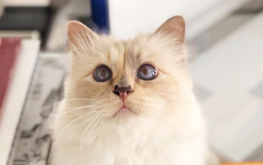 Фото Instagram choupettesdiary