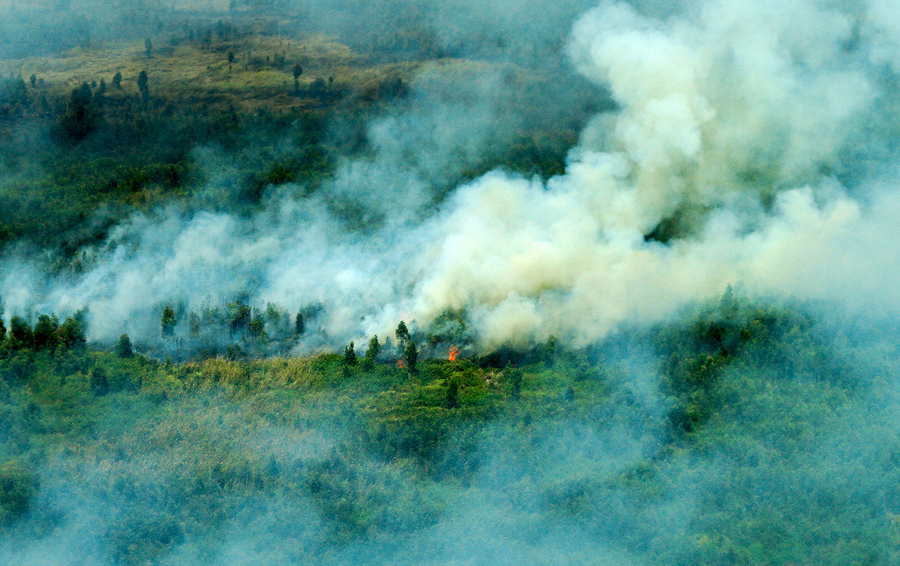 Фото Riau Images / Barcroft Images / TASS