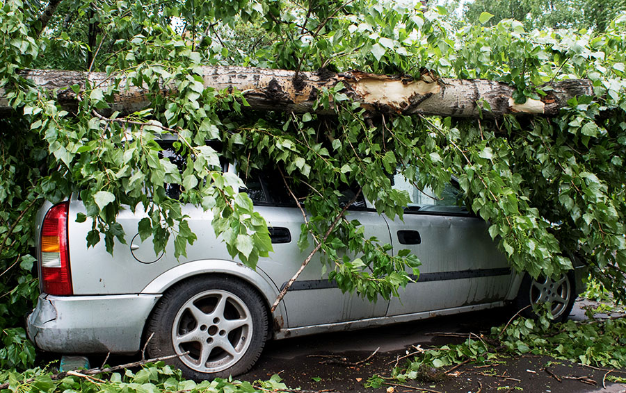 Если упало дерево на машину, что делать следует?