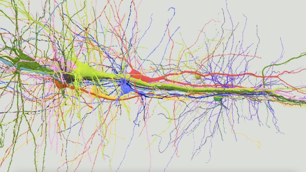 3D-модель плотно связанных пирамидных нейронов на одном кубическом миллиметре коры мозга человека (Скриншот Daniel Berger and Jeff Lichtman/Lichtman Lab at Harvard University)