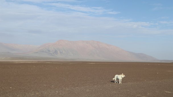 Пустыня в южной части Перу более нежная, ровная, спокойная, мягкая (Фото Ирины Сидоренко)