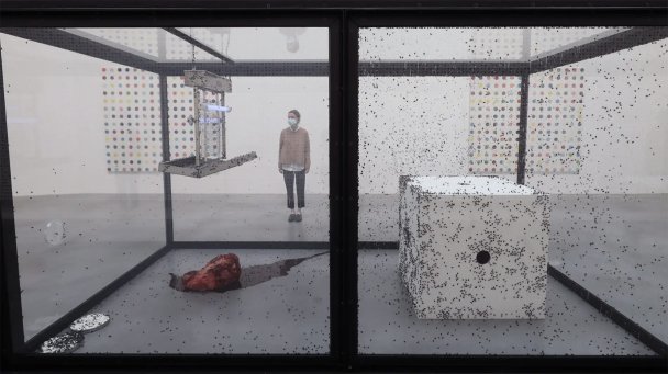 Инсталляция «Сто лет (1990)» британского художника Дэмиена Херста. (Фото Yui Mok / Getty Images)