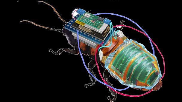 Дистанционно управляемые тараканы-киборги, оснащенные крошечным беспроводным модулем управления, который питается от аккумуляторной батареи, подключенной к солнечному элементу. (Фото RIKEN)