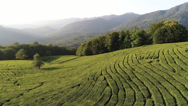 Чайные плантации производителя «Мацестинский чай» (Фото DR)