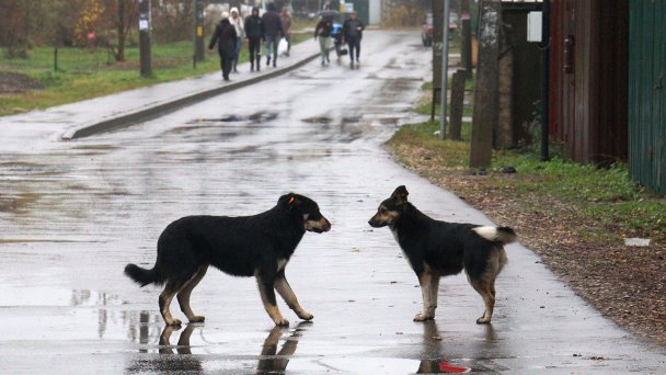 Нападение собак на людей фото