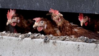 Вспышки птичьего гриппа в россии