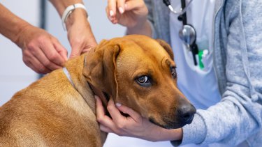 Обзор препаратов для ветеринарии собак: эффективные методы лечения [Собаки Dogs]