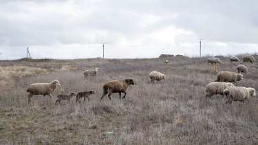 Копытная гниль у коров, овец, коз: причины, симптомы и лечение | компания NITA-FARM