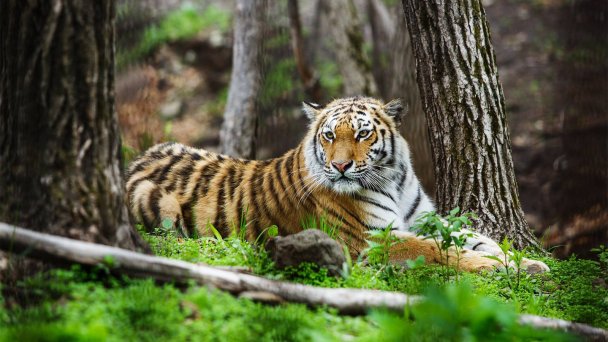 Фото центра «Амурский тигр»
