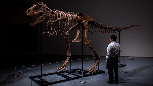 Скелет горгозавра (Фото Sotheby’s)