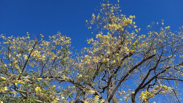 Дерево Сейба в период цветения 
