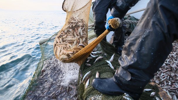 Рыболовный промысел в Черном море. (Фото Дмитрия Феокситова / ТАСС)