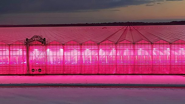 Теплицы компании «Агро-Инвест» самые большие в мире теплицы под LED-освещением (Фото Алексея Боярского)