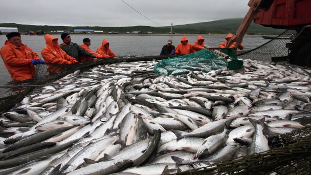 Добыча рыб лососевых пород (Фото Игоря Буймистрова / ТАСС)