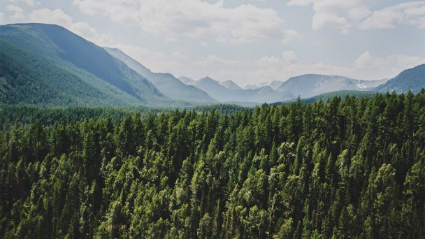 Кедровые леса на Алтае (Фото Getty Images)