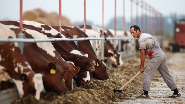 Коровник на молочно-товарной ферме (Фото Виталия Тимкива / ТАСС)