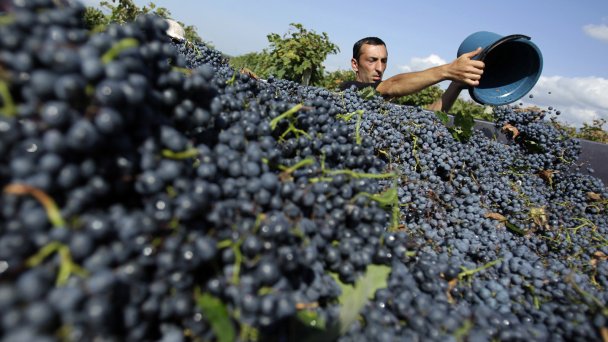 Сбор винограда для производства вина в регионе Кахетия в Грузии (Фото David Mdzinarishvili / Reuters)