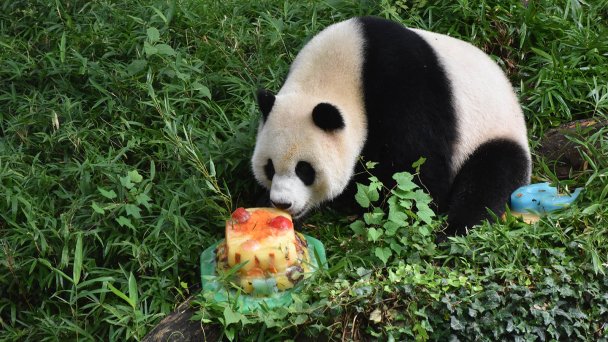 Детеныш большой панды Сяо Ци Цзи в зоопарке Вашингтона (China News Service / VCG / ТАСС)