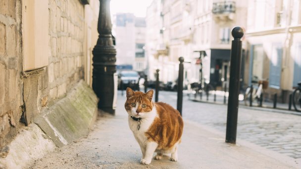 Кошка на Монмартре. Париж, Франция. 2023 год. (Фото Getty Images)