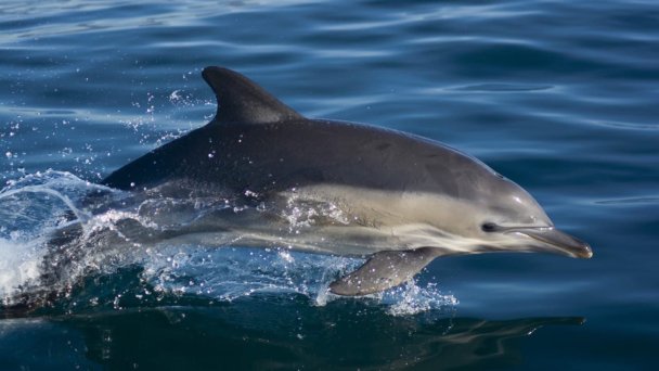 Фото Екатерины Осиповой / Центр спасения дельфинов «Дельфа»