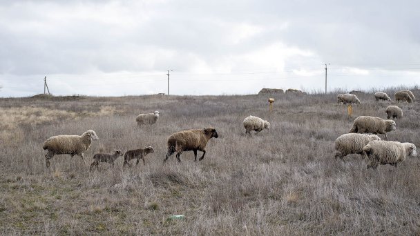 Поголовье овец и коз в республике насчитывает 1,7 млн, по этому показателю она занимает первое место в Южном федеральном округе. (Фото Валерия Нистратова для Forbes)