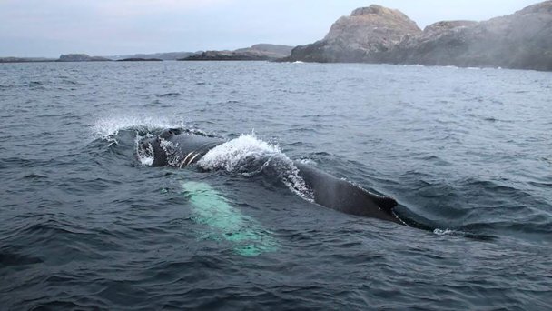 Горбатый кит, который был ранен и запутался в обрывках сетей в Териберке (Фото DR)